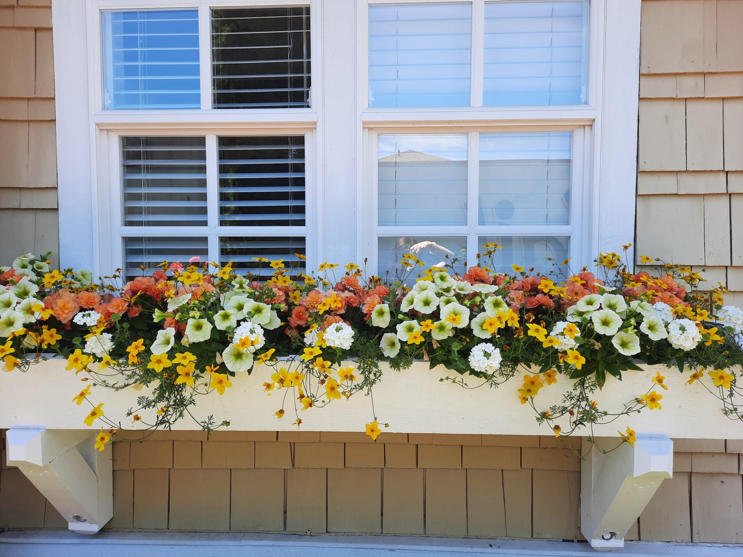 Flowers on a window sill, in a window box