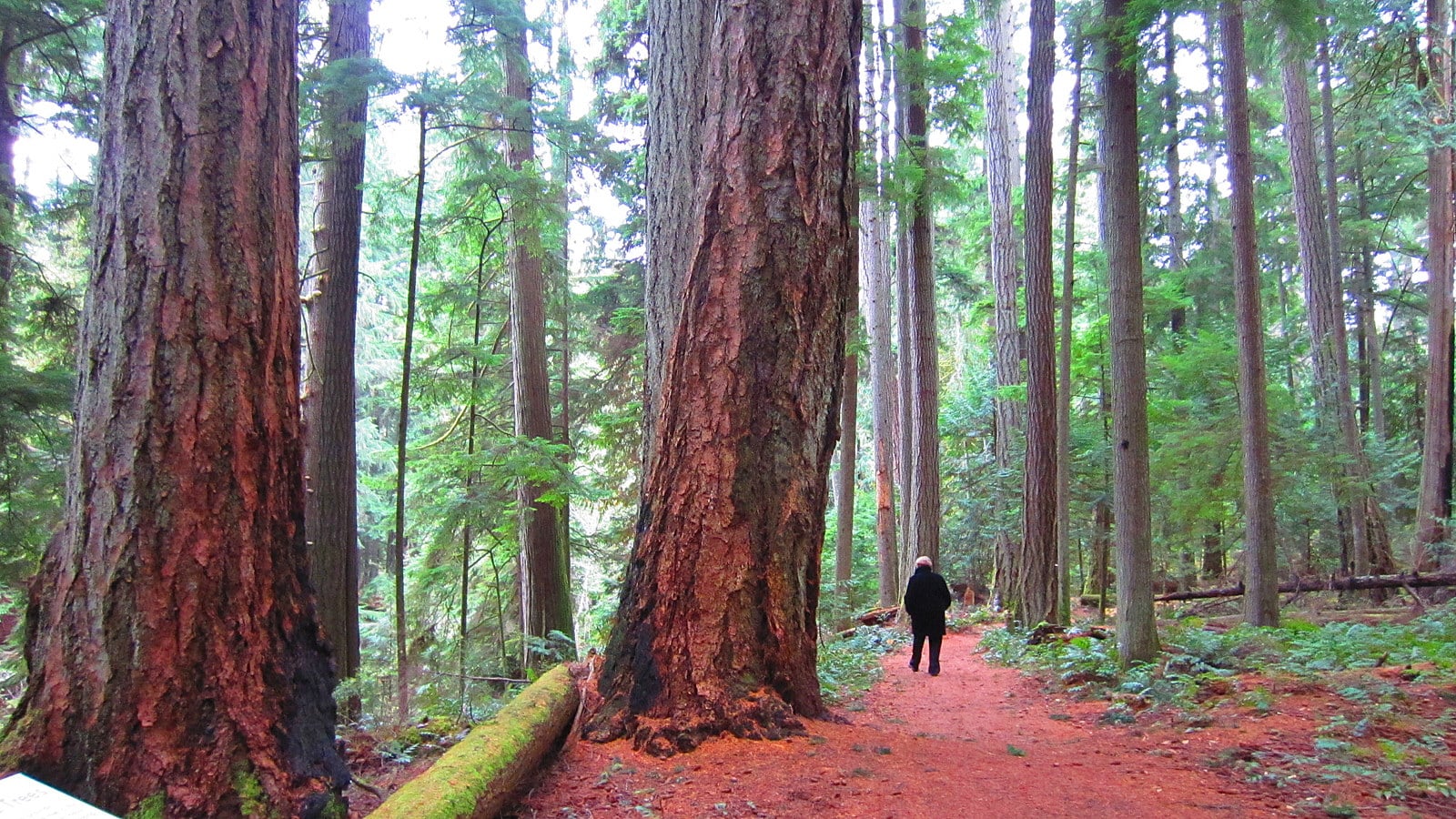 A person walks along a natural red walking path in a park with a tall lush green forest.