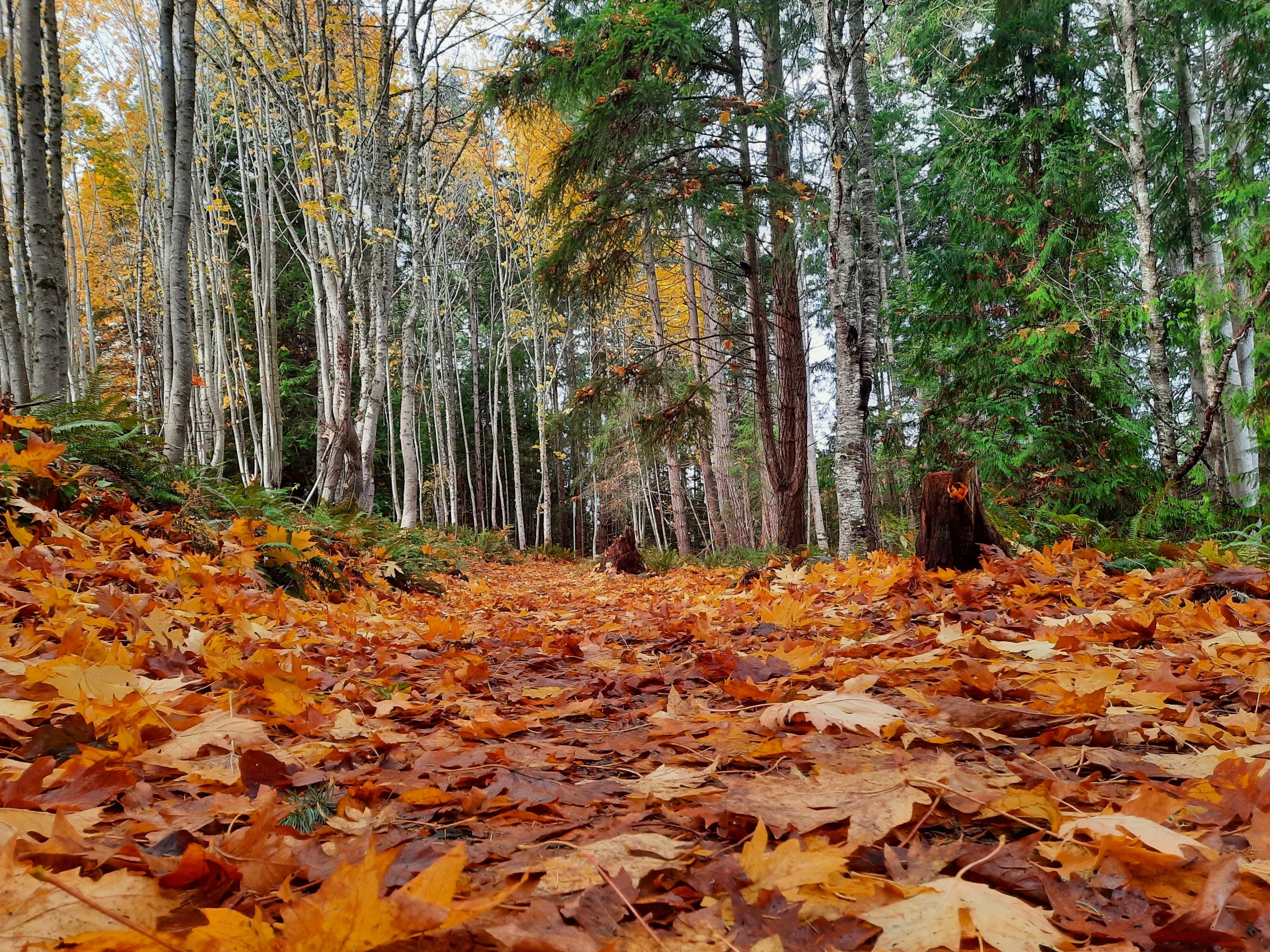 Forest pictured at near-ground height. Fallen leaves cover the ground, and there is a tree stump to the right.